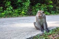 Monkey sitting on the road. Nature. Royalty Free Stock Photo