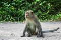 Monkey sitting on a road. Nature. Royalty Free Stock Photo