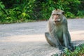 Monkey sitting on the road. Nature. Royalty Free Stock Photo