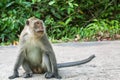 Monkey sitting on a road. Travel in Asia. Royalty Free Stock Photo