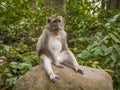 Monkey sitting on a rock alone in Ubud Forest, Bali, Indonesia Royalty Free Stock Photo