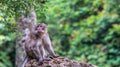Monkey sitting on the rock