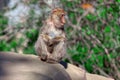 Monkey sitting on a rock Royalty Free Stock Photo