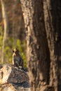 A monkey sitting on a rock, with a tree trunk in the foreground Royalty Free Stock Photo