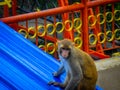 Monkey sitting on the roof and focusing for the finding the food