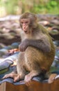 Monkey sitting on a roof Royalty Free Stock Photo