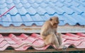 Monkey sitting sad and depressed on the roof Royalty Free Stock Photo