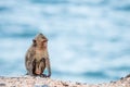 Monkey sitting on the sand Royalty Free Stock Photo
