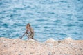 Mother monkey sitting on the sand Royalty Free Stock Photo