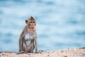 Mother monkey sitting on the sand Royalty Free Stock Photo