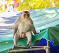 The monkey is sitting, showed the genitals