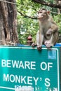 Monkey Sitting on Sign, Elephanta Island