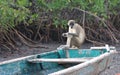 Monkey sitting in sine saloum near the bolong