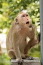 Monkey sitting. Royalty Free Stock Photo
