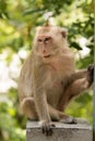 Monkey sitting. Royalty Free Stock Photo