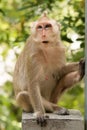 Monkey sitting. Royalty Free Stock Photo