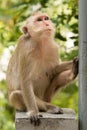 Monkey sitting. Royalty Free Stock Photo