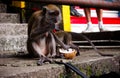 Monkey eating a coconut while sitting on the steps