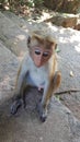 The monkey is sitting on the steps of the temple