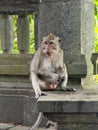 A monkey is sitting on a stone ledge Royalty Free Stock Photo