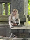 A monkey is sitting on a stone ledge Royalty Free Stock Photo