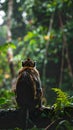 Monkey sitting on stone ledge in tropical rainforest Royalty Free Stock Photo