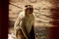 Monkey sitting on the stone Royalty Free Stock Photo