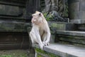 Monkey sitting on stone steps