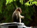 Monkey Sitting on the Syntax tank Royalty Free Stock Photo