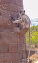 A monkey sitting on a temple pillar  stone Royalty Free Stock Photo