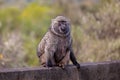 a monkey sitting on top of a stone ledge near the ground
