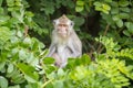 Monkey sitting on a tree Bananas