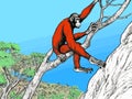 A Monkey Sitting On A Tree Branch - Alone adult chimp sitting on a cliff and thinking Royalty Free Stock Photo
