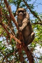 A monkey is sitting on a tree branch Royalty Free Stock Photo