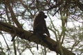 monkey sitting sideways on a tree branch hidden among the branches in Lake Manyara National Park, Tanzania, Africa Royalty Free Stock Photo
