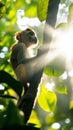 A monkey is sitting on a tree branch in the sun Royalty Free Stock Photo