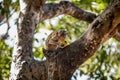 Monkey Eating a Fruit on a Tree Royalty Free Stock Photo