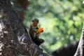 Monkey Eating a Fruit on a Tree Royalty Free Stock Photo