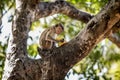 Monkey Eating a Fruit on a Tree Royalty Free Stock Photo