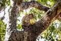 Monkey Eating a Fruit on a Tree Royalty Free Stock Photo