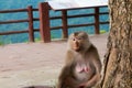 Monkey sitting under the tree Royalty Free Stock Photo