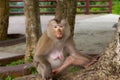 Monkey sitting under the tree Royalty Free Stock Photo