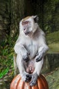 Monkey sitting waiting for food of tourist