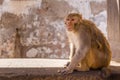 Monkey Sitting on a Wall Closeup Royalty Free Stock Photo