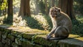 Monkey sitting on stone wall in. Royalty Free Stock Photo