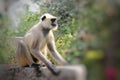 Cercopithecidae, Monkey sitting on the wall. Royalty Free Stock Photo