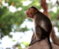 Monkey Sitting on the wall Royalty Free Stock Photo