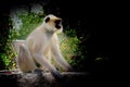 Monkey sitting on the wall with black background. Royalty Free Stock Photo
