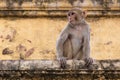 Monkey sitting on wall of old building Royalty Free Stock Photo