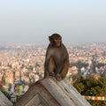 Monkey sitting on the wall of Swayambhunath.